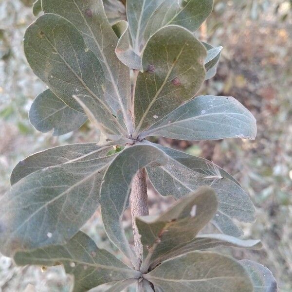 Terminalia mantaly (Terminalia mantaly)