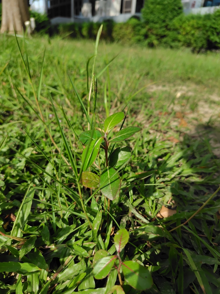 Terminalia mantaly (Terminalia mantaly)