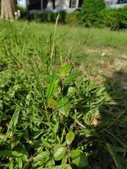 Terminalia mantaly (Terminalia mantaly)