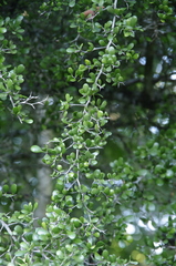 Ming tree (Terminalia molinetii)