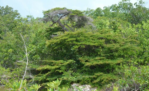 Ming tree (Terminalia molinetii)