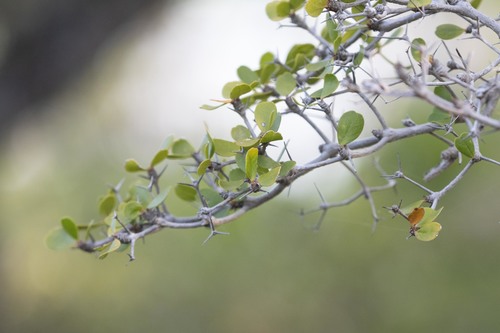 Ming tree (Terminalia molinetii)