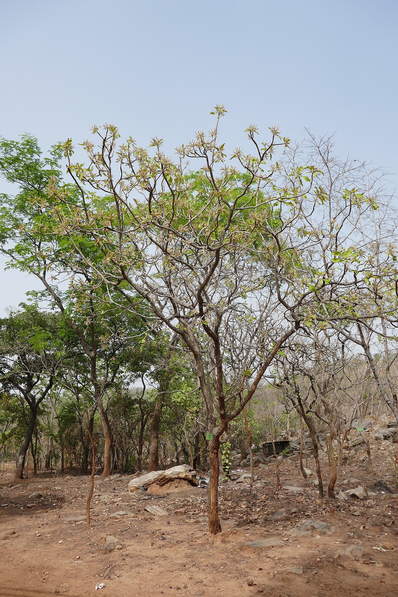 Terminalia mollis: Terminalia mollis , au Bénin, dans l'Atakora, à proximité des chutes de Kota.
