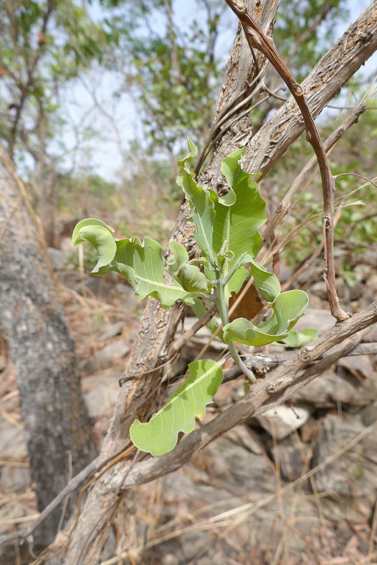 Terminalia mollis: Terminalia mollis , au Bénin, dans l'Atakora, à proximité des chutes de Kota.