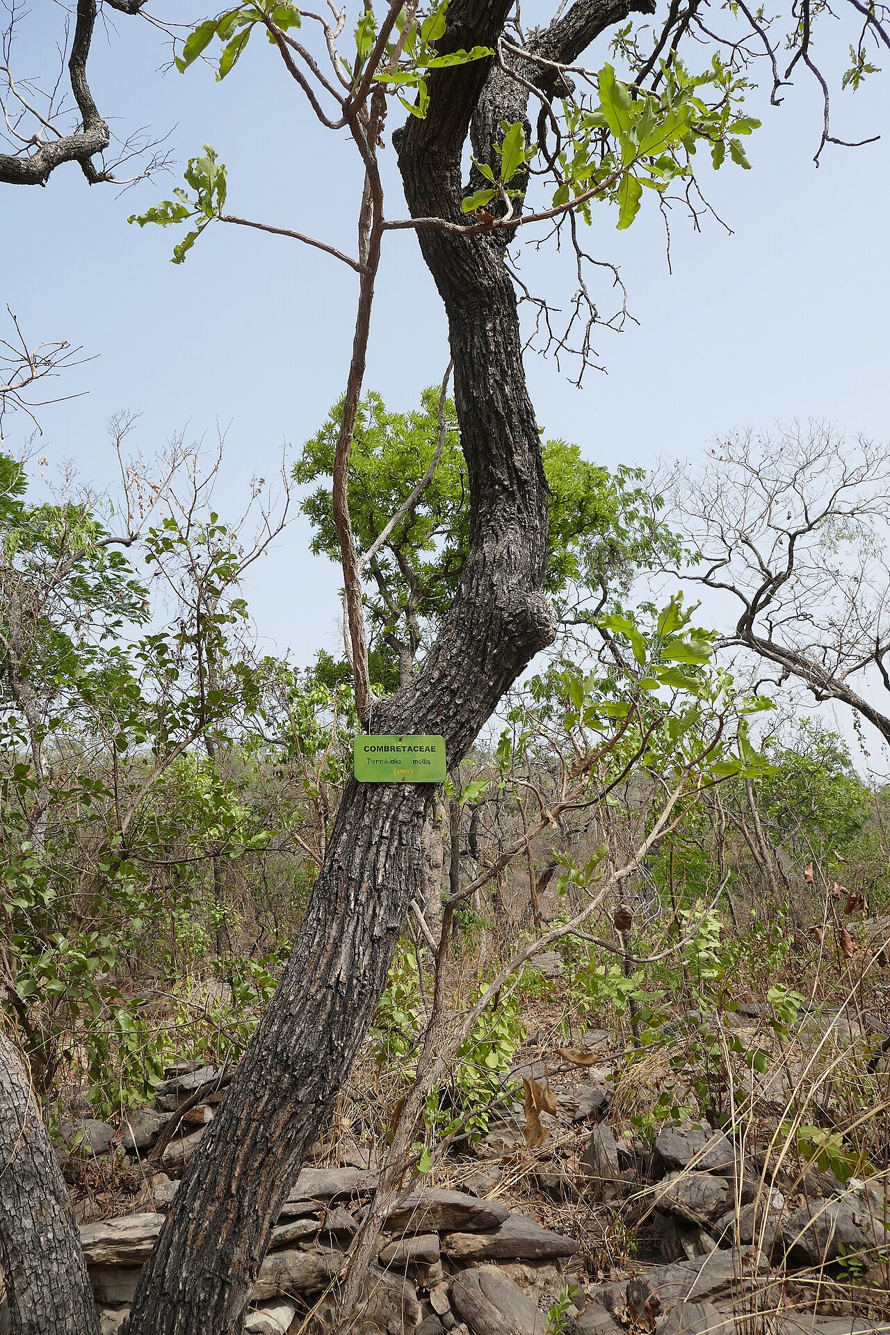 Terminalia mollis: Terminalia mollis , au Bénin, dans l'Atakora, à proximité des chutes de Kota.