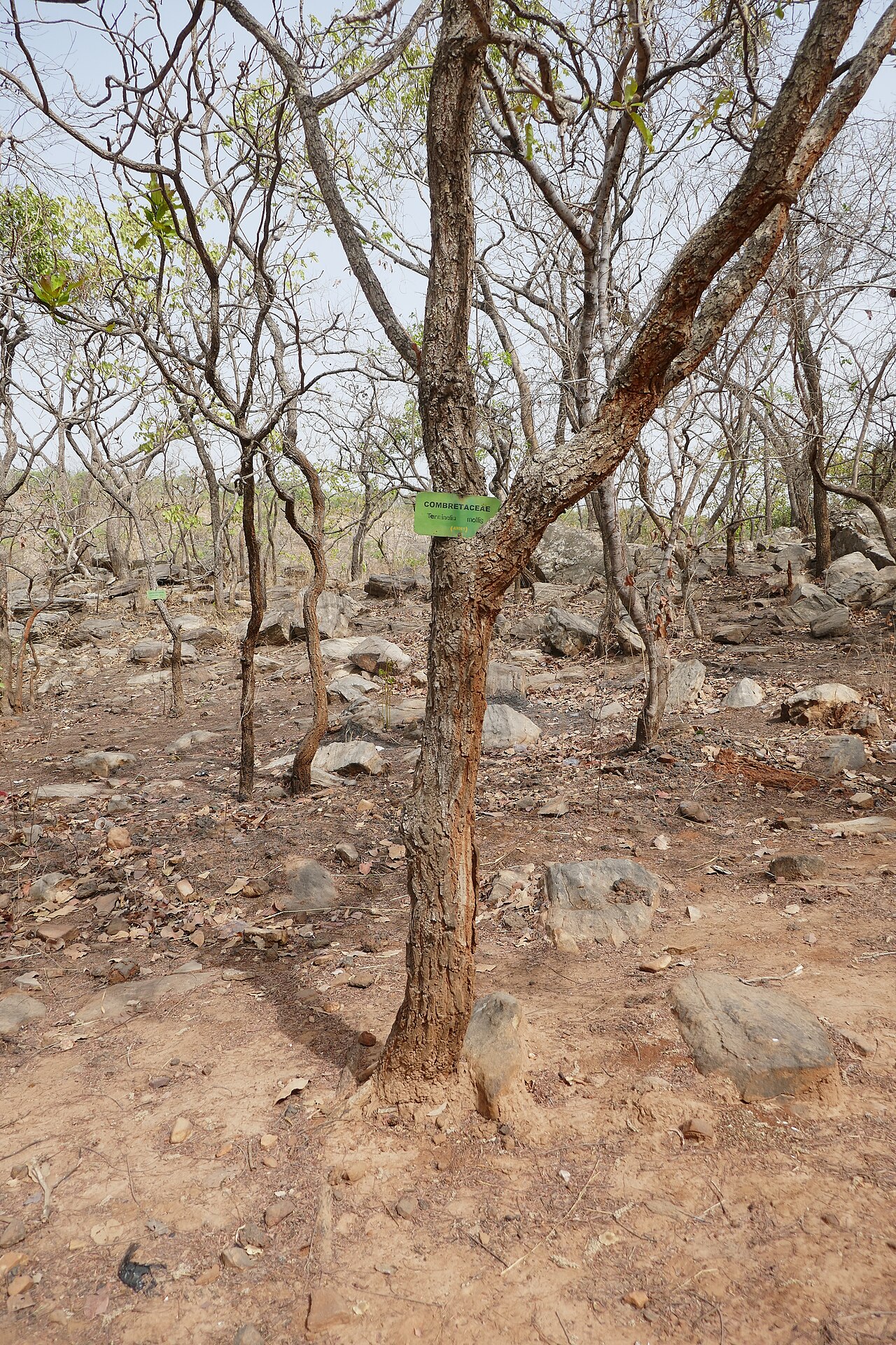 Terminalia mollis: Terminalia mollis , au Bénin, dans l'Atakora, à proximité des chutes de Kota.