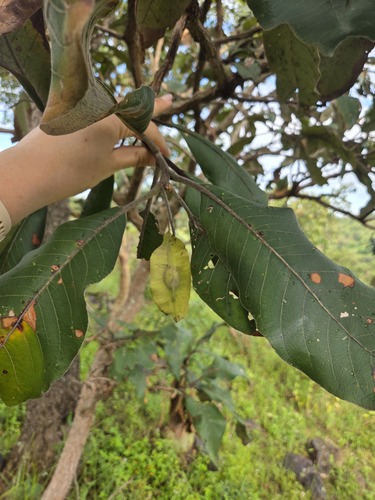 Terminalia mollis (Terminalia mollis)
