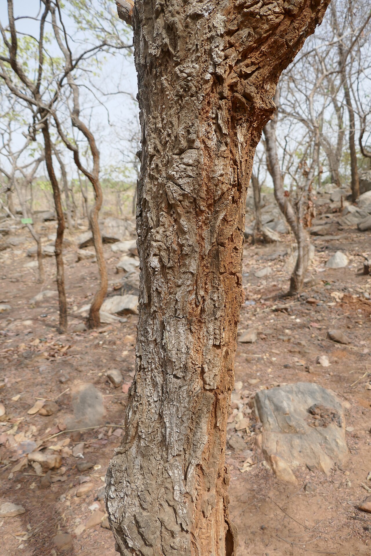 Terminalia mollis: Terminalia mollis , au Bénin, dans l'Atakora, à proximité des chutes de Kota.
