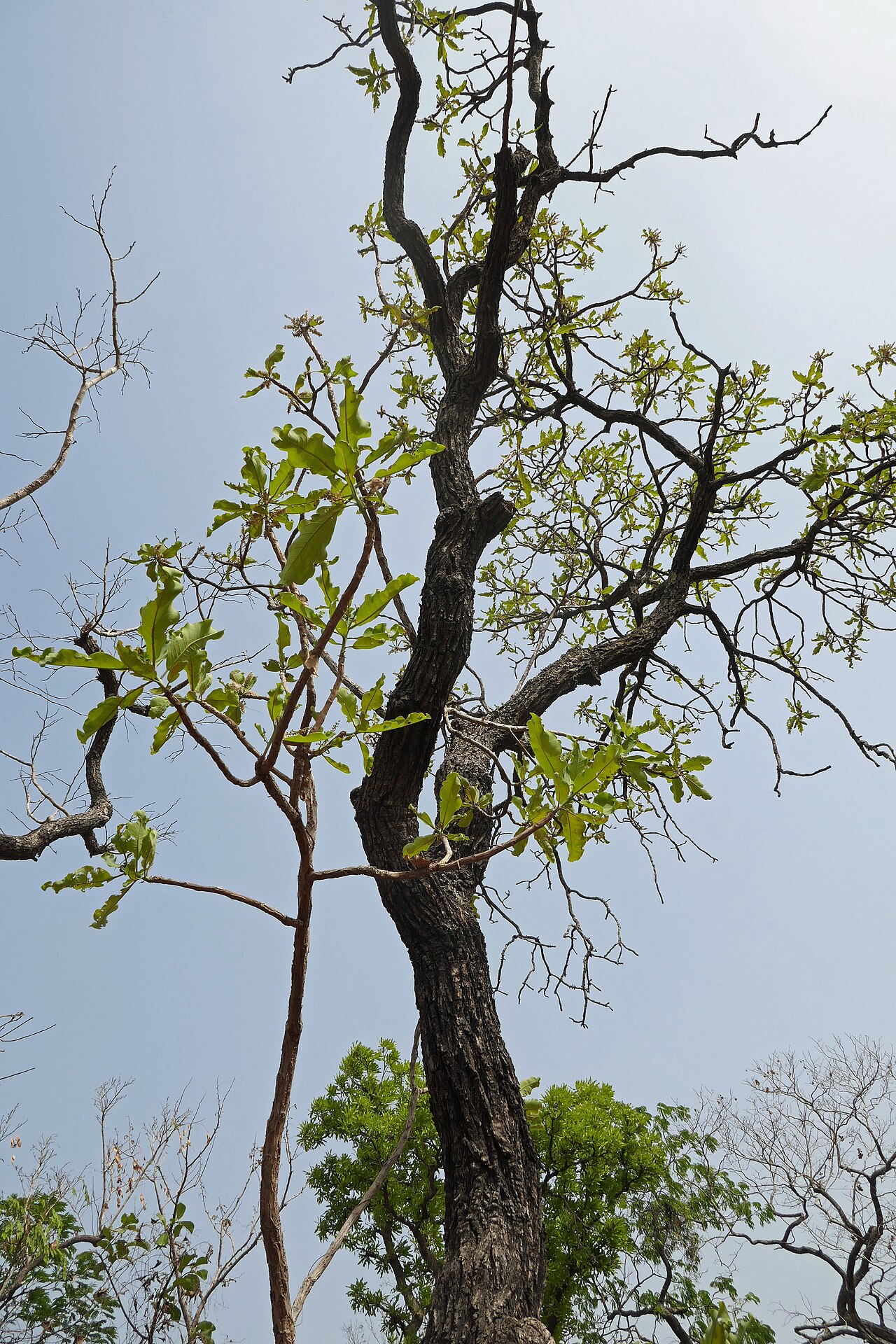Terminalia mollis: Terminalia mollis , au Bénin, dans l'Atakora, à proximité des chutes de Kota.