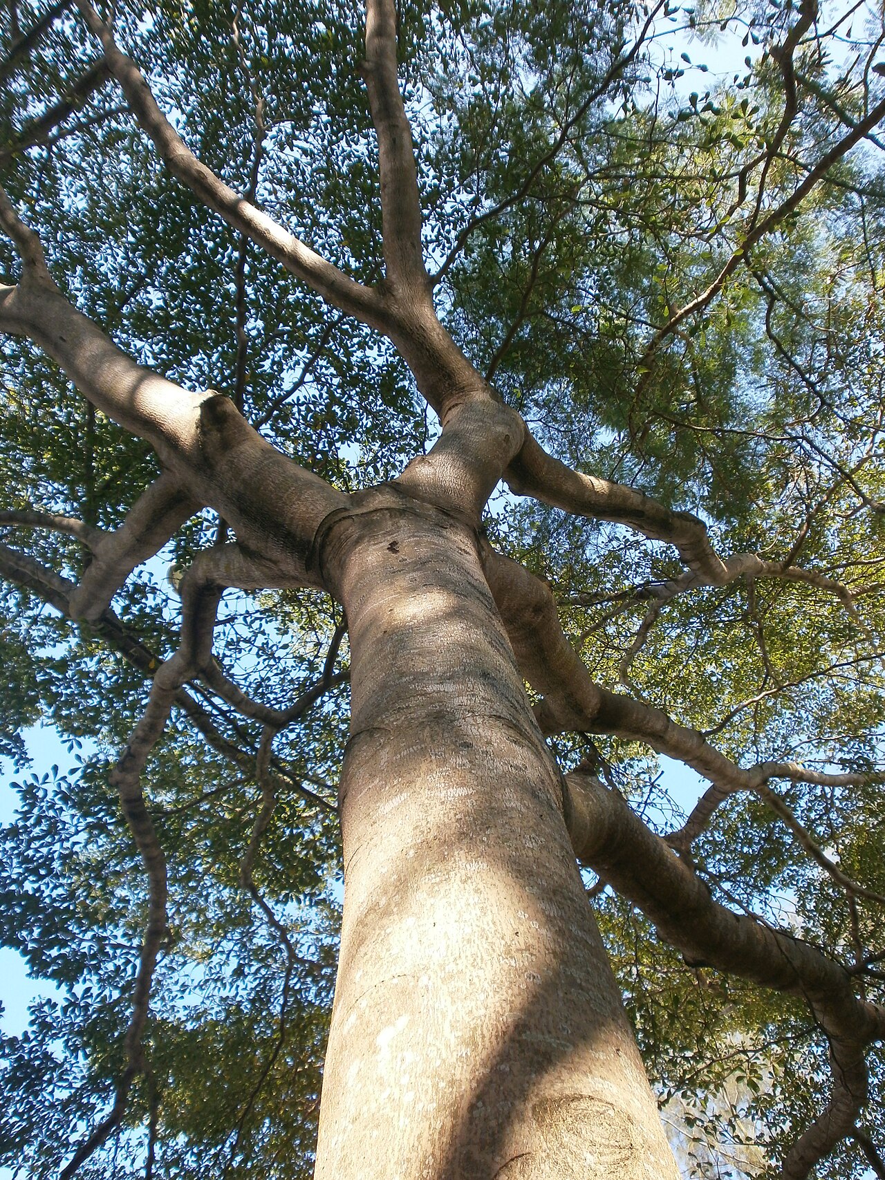 Terminalia neotaliala: A roadside Terminalia mantaly in Cotton Path, Hong Kong