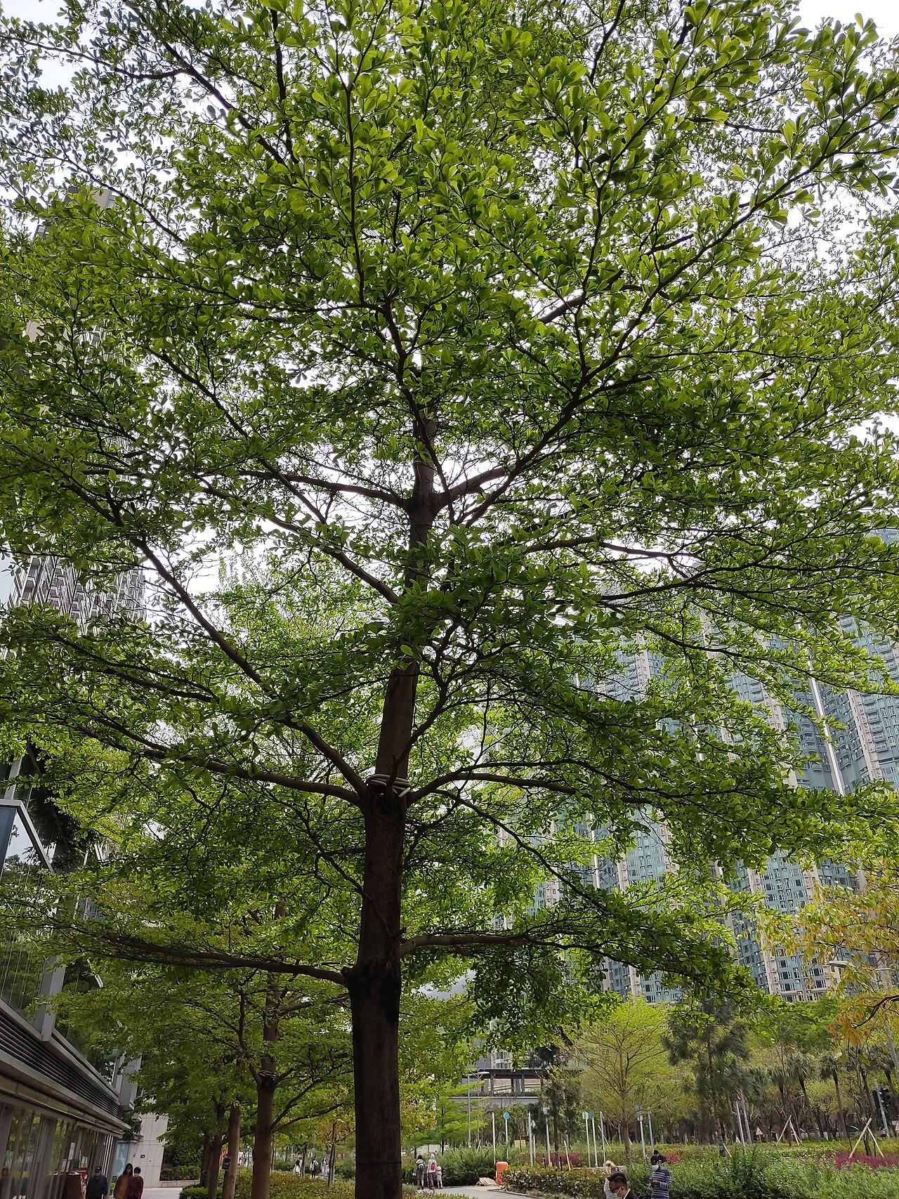 Terminalia neotaliala: HK 東涌 Tung Chung zh:迎禧路 Ying Hei Road in March 2022