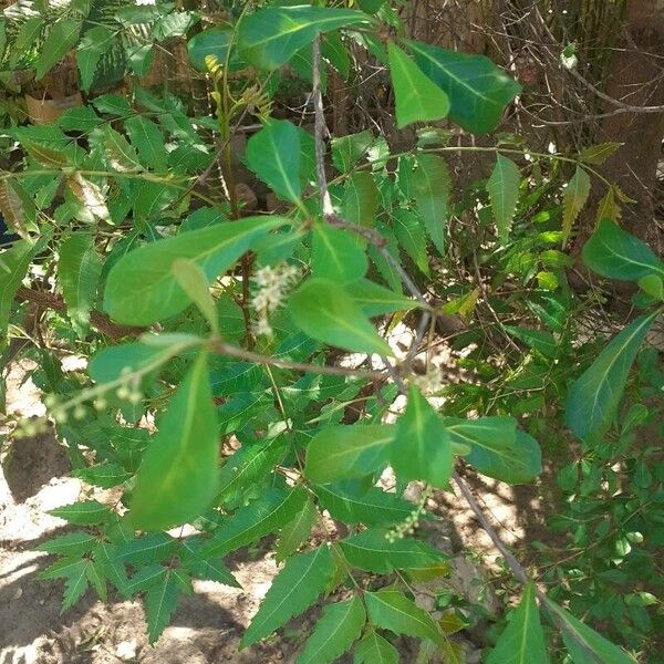 Terminalia neotaliala (Terminalia neotaliala)