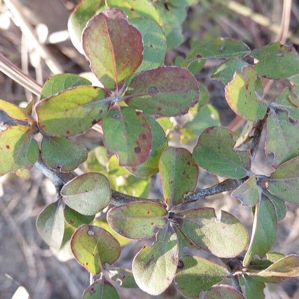 Terminalia neotaliala (Terminalia neotaliala)