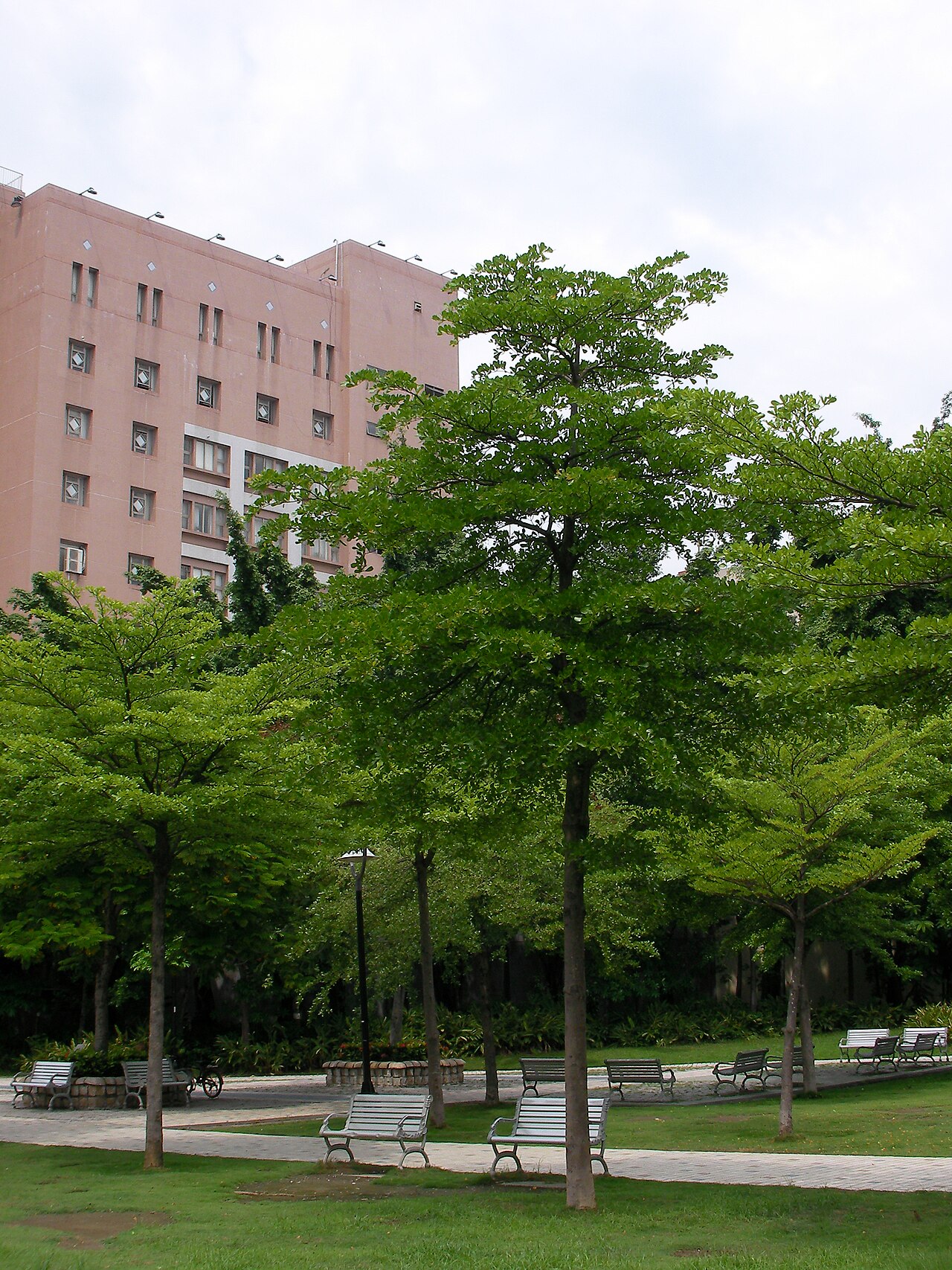 Terminalia neotaliala: Terminalia mantaly taken in Kaohsiung , Taiwan