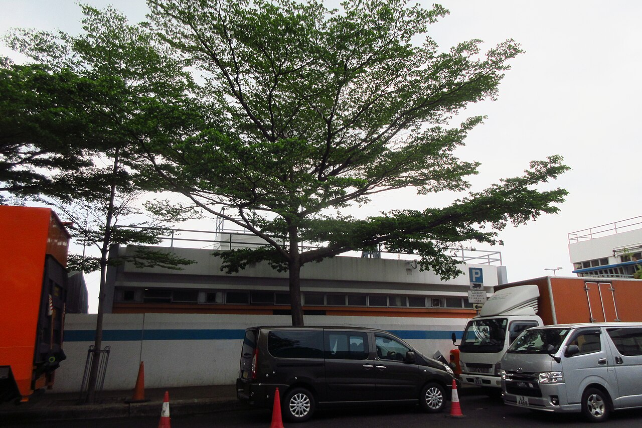 Terminalia neotaliala: HK Shek Tong Tsui 中西區 Western District zh:豐物道 Fung Mat Road tree zh:欖仁樹 Terminalia mantaly in April 2018