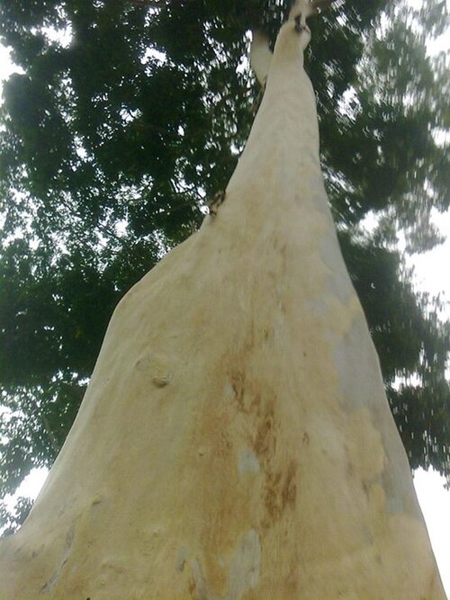 Peruvian almond: Terminalia Oblonga