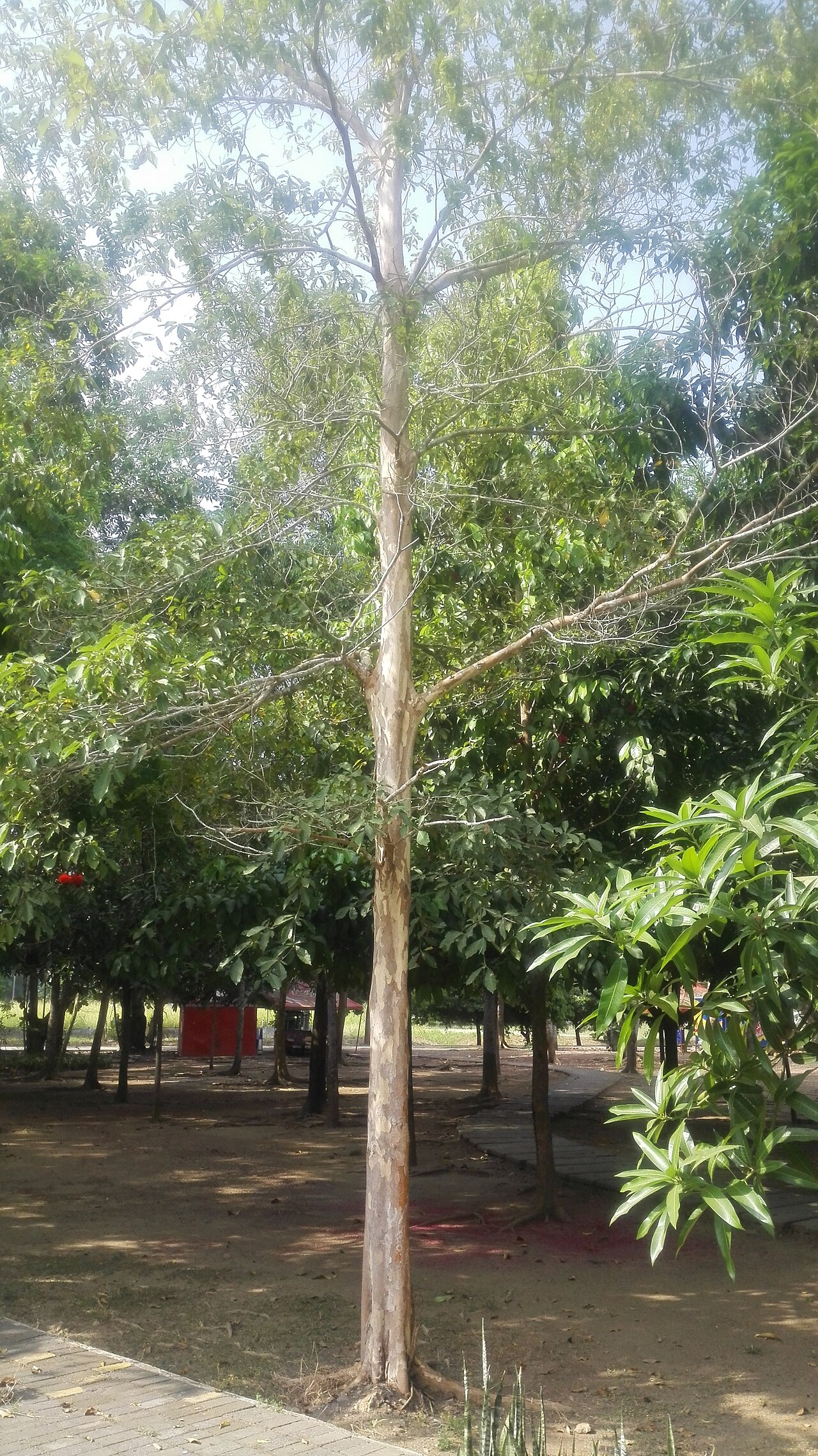 Peruvian almond: Arbol de guayabillo ubicado en el parque de la facultad de ciencias agrícolas de la Universidad de Córdoba
