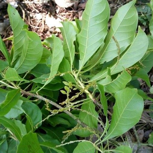 Peruvian almond (Terminalia oblonga)