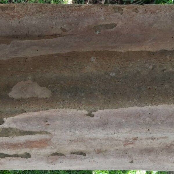 Peruvian almond (Terminalia oblonga)