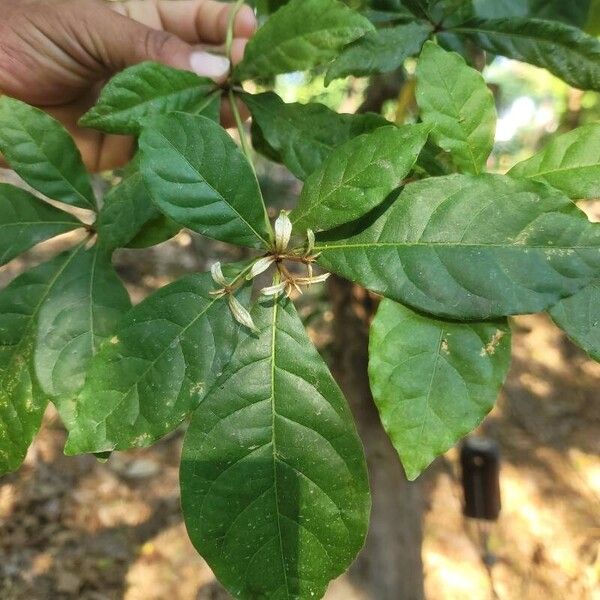 Peruvian almond (Terminalia oblonga)