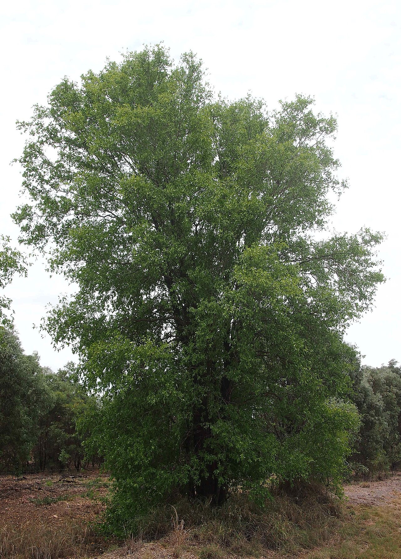Terminalia oblongata: Terminalia oblongata habit