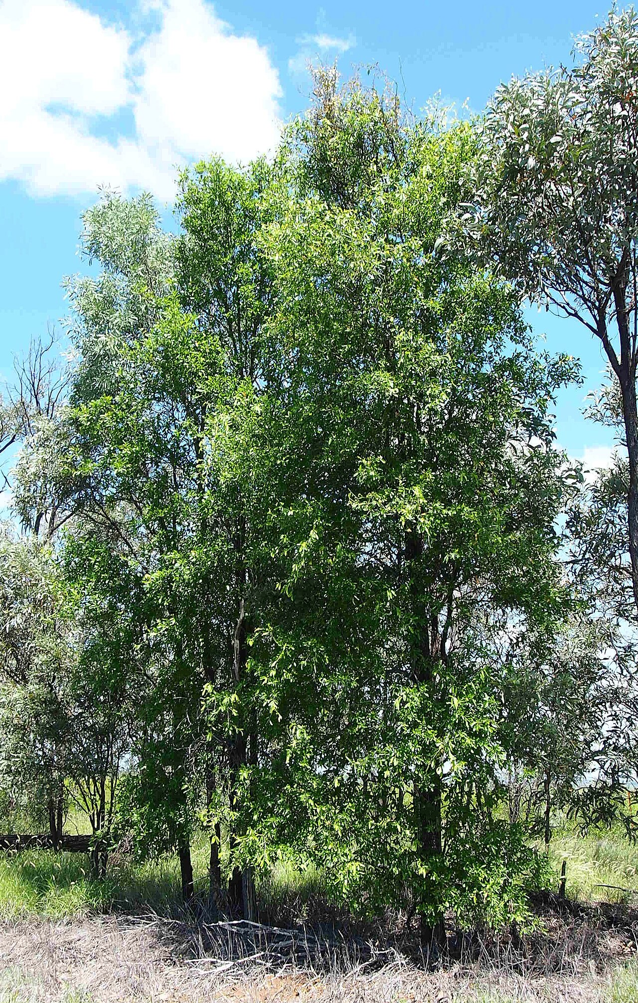 Terminalia oblongata: Terminalia oblongata