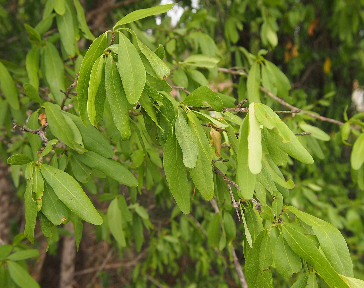 Terminalia oblongata: Terminalia oblongata foliage