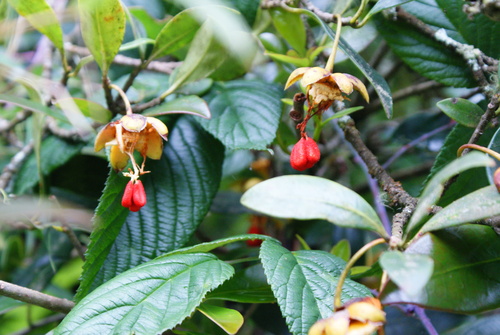 Ternstroemia acajetensis (Ternstroemia acajetensis)
