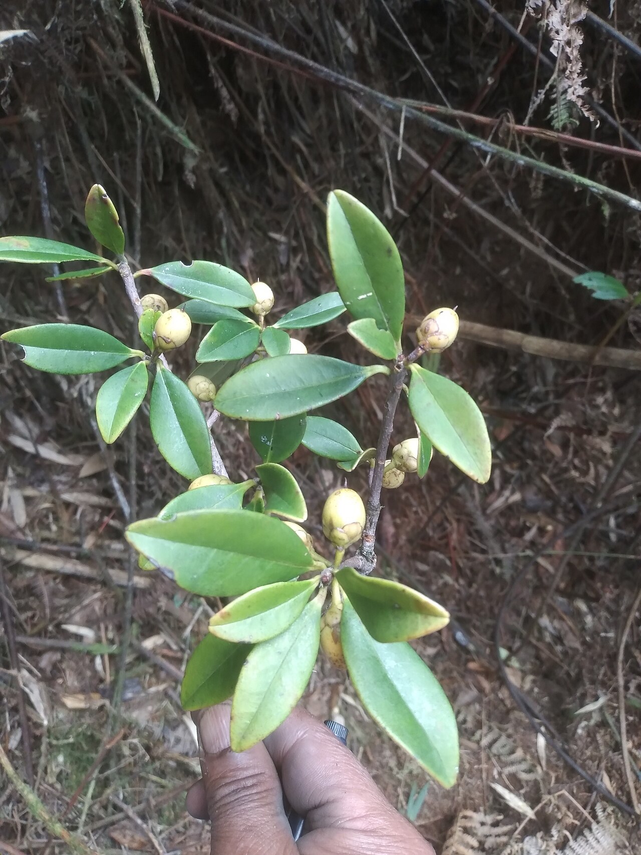 Ternstroemia asymmetrica: Ternstroemia asymmetrica in Bolivia