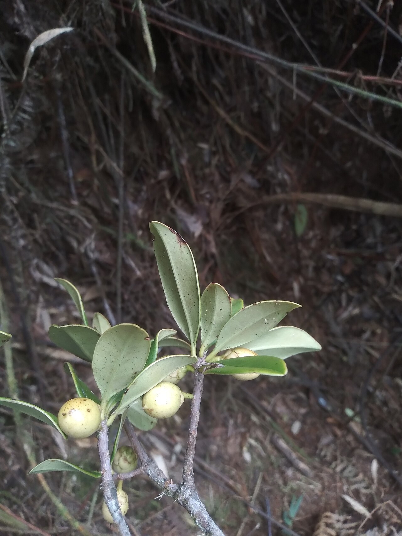 Ternstroemia asymmetrica: Ternstroemia asymmetrica in Bolivia