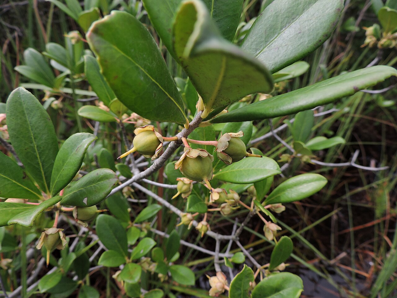 Ternstroemia brasiliensis: Ternstroemia brasiliensis in Santa Catarina, Brazil