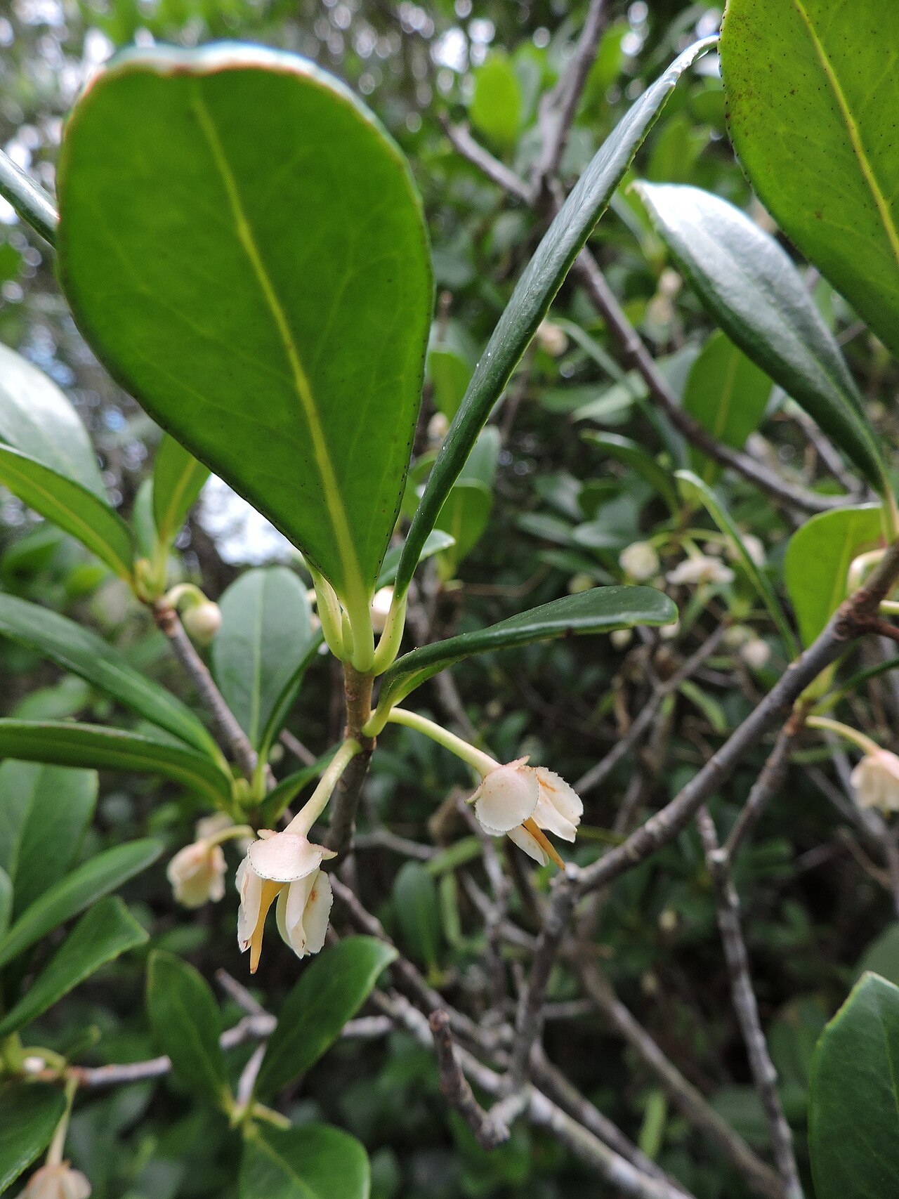 Ternstroemia brasiliensis: Ternstroemia brasiliensis in Brazil