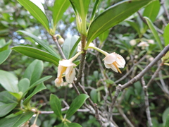 Ternstroemia brasiliensis (Ternstroemia brasiliensis)