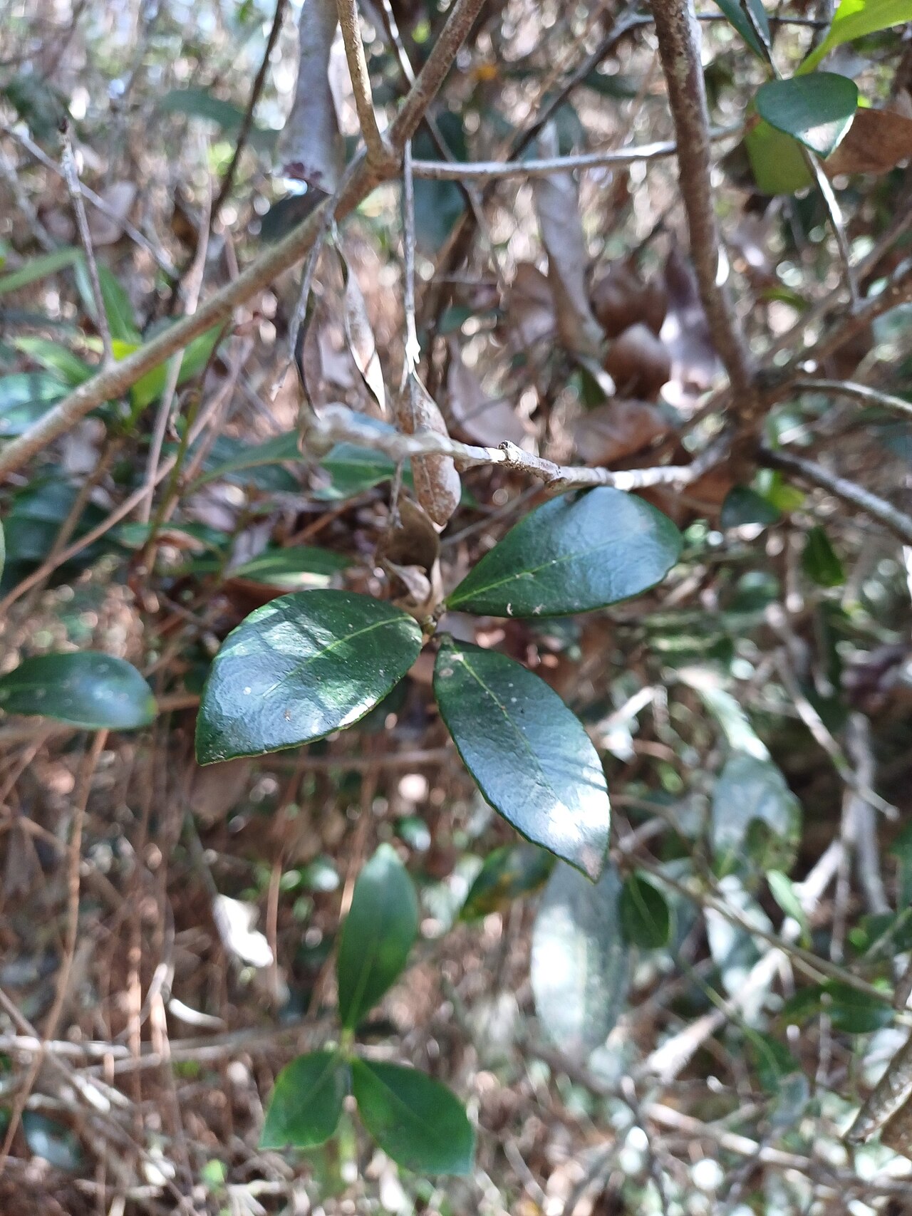 Ternstroemia brasiliensis: Ternstroemia brasiliensis in Brazil