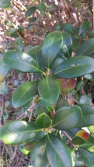 Ternstroemia brasiliensis (Ternstroemia brasiliensis)