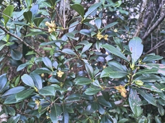 Ternstroemia brasiliensis (Ternstroemia brasiliensis)