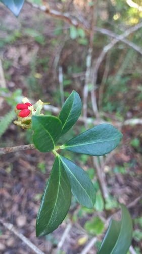 Ternstroemia brasiliensis (Ternstroemia brasiliensis)