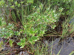 Ternstroemia brasiliensis (Ternstroemia brasiliensis)