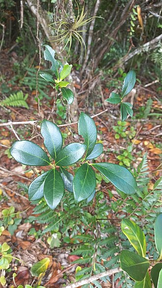 Ternstroemia brasiliensis: Ternstroemia brasiliensis in Brazil