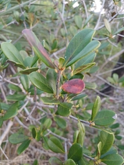 Ternstroemia brasiliensis (Ternstroemia brasiliensis)