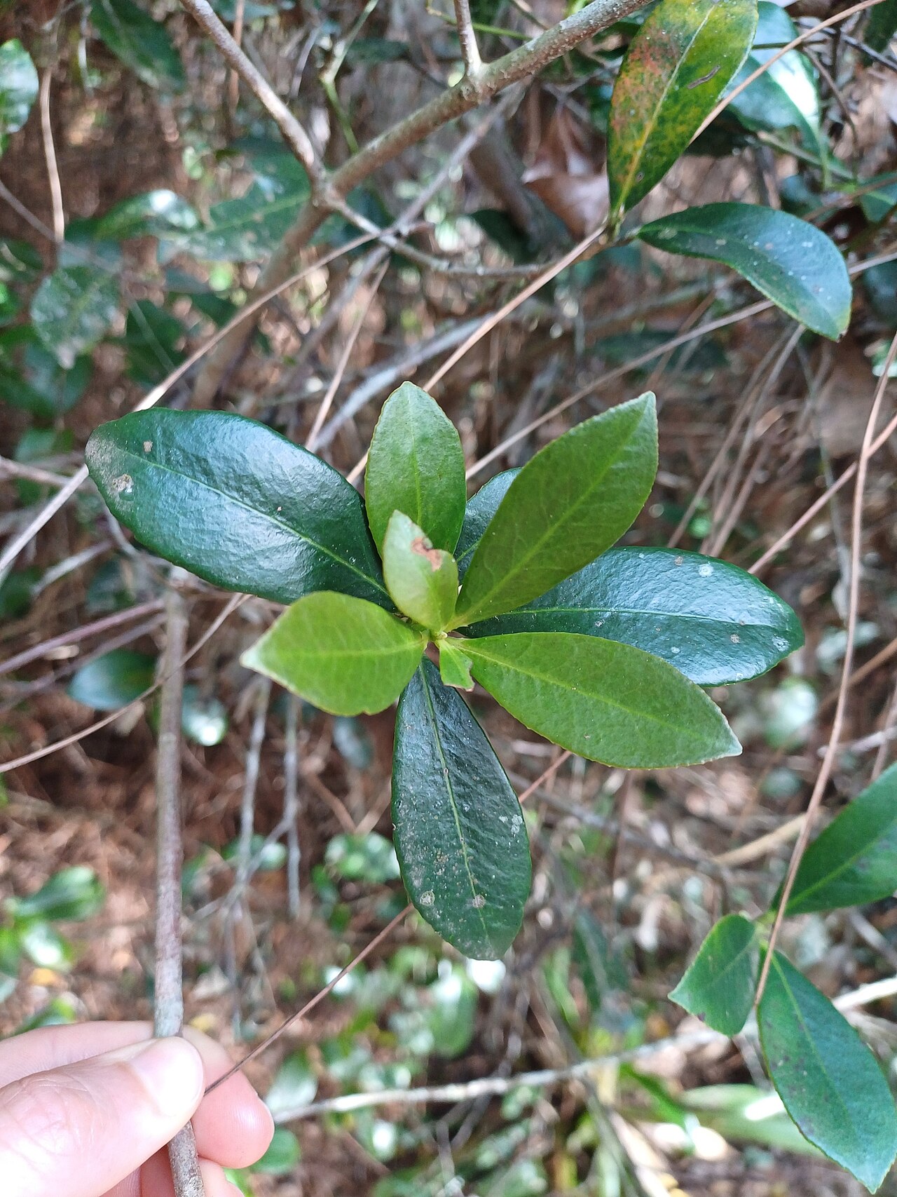 Ternstroemia brasiliensis: Ternstroemia brasiliensis in Brazil