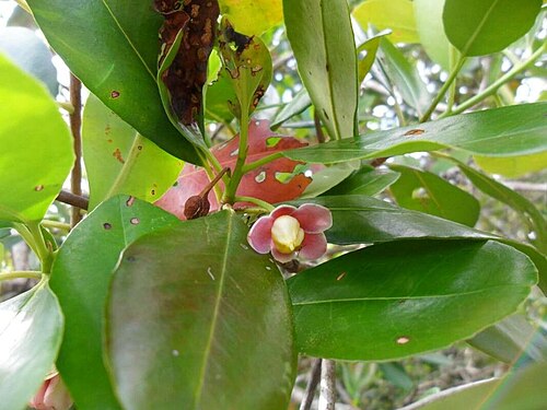 Ternstroemia carnosa: Ternstroemia carnosa