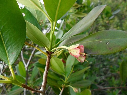 Ternstroemia carnosa: Ternstroemia carnosa