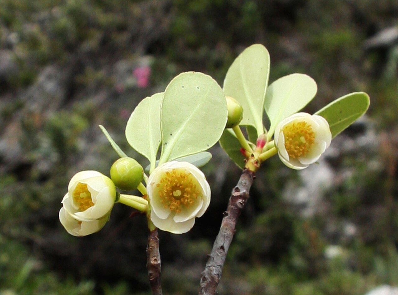 Ternstroemia carnosa: Ternstroemia carnosa