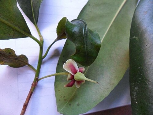 Ternstroemia carnosa: Ternstroemia carnosa