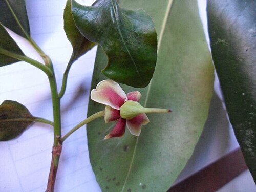 Ternstroemia carnosa: Ternstroemia carnosa