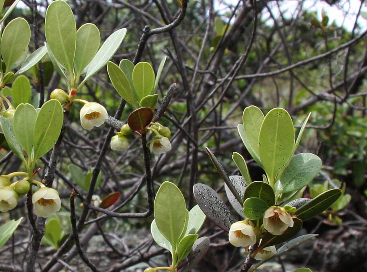 Ternstroemia carnosa: Ternstroemia carnosa
