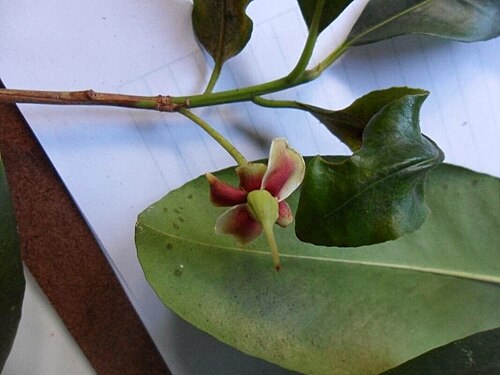 Ternstroemia carnosa: Ternstroemia carnosa
