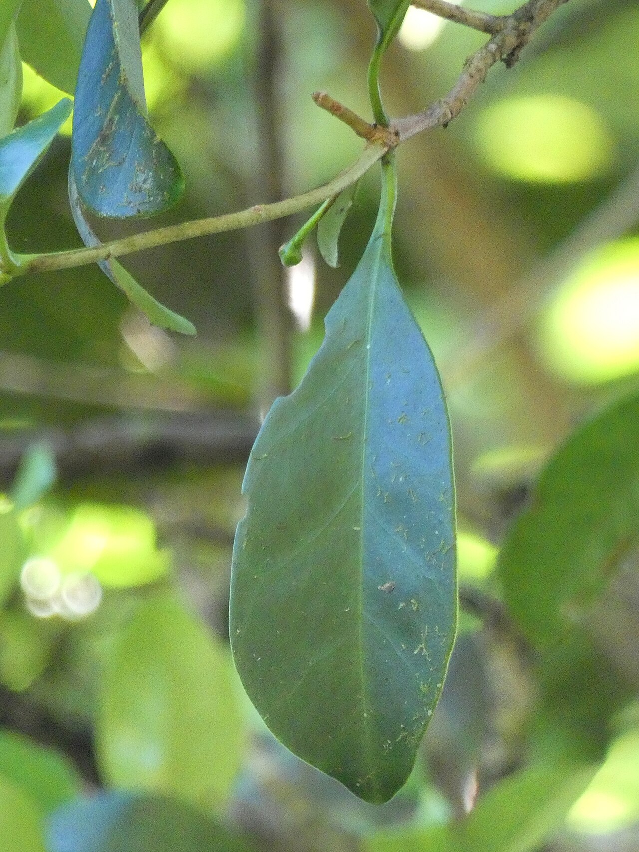 Ternstroemia cherryi: Ternstroemia cherryi in Australia