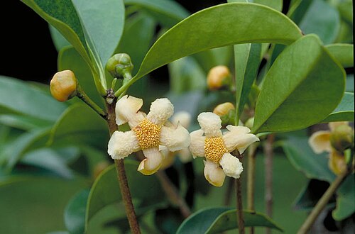 Ternstroemia cherryi: Ternstroemia cherryi flowers